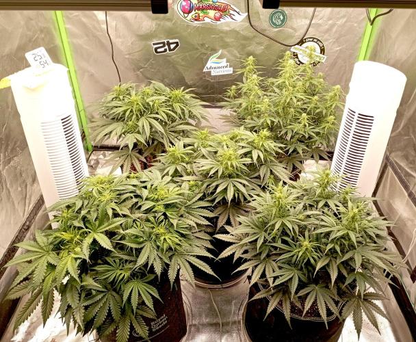 RQS Triple G. Week 8 - first days