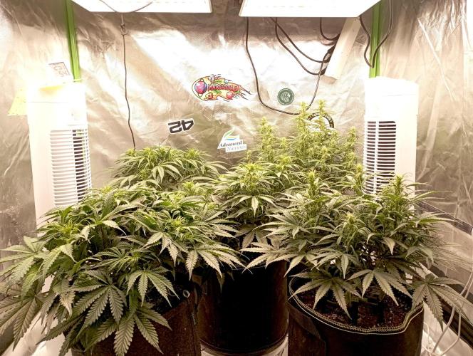 RQS Triple G. Week 8 - first days