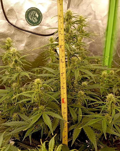 RQS Triple G. Week 8 - first days