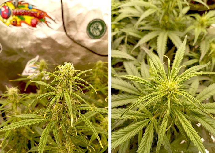 RQS Triple G. Week 8 - first days