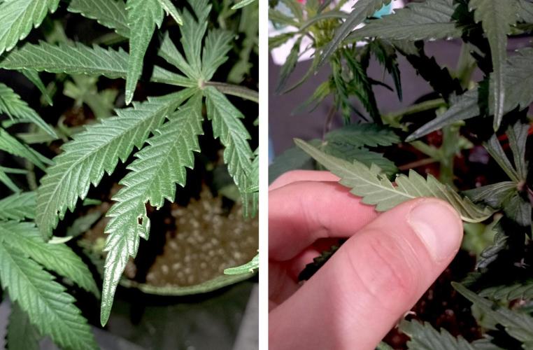 RQS Triple G. Week 8 - first days