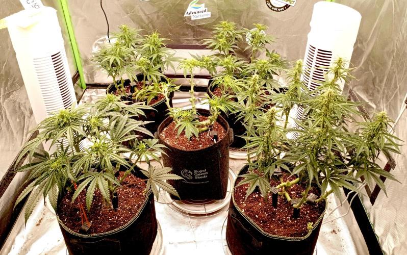 RQS Triple G. Week 8 - first days