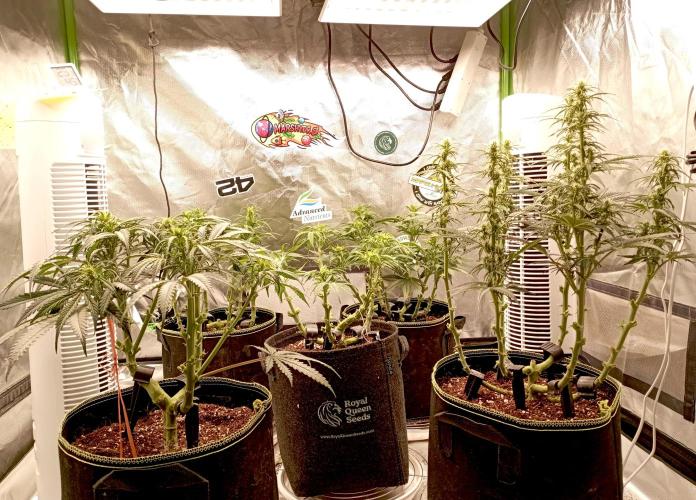 RQS Triple G. Week 8 - first days