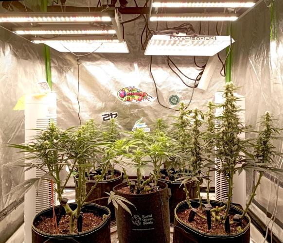 RQS Triple G. Week 8 - midweek