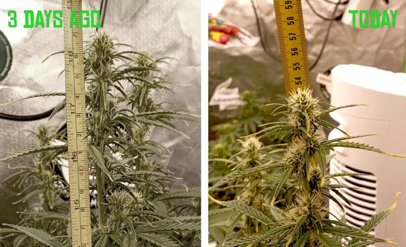 RQS Triple G. Week 8 - midweek