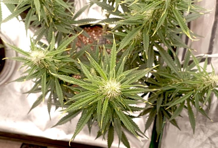 RQS Triple G. Week 8 - midweek