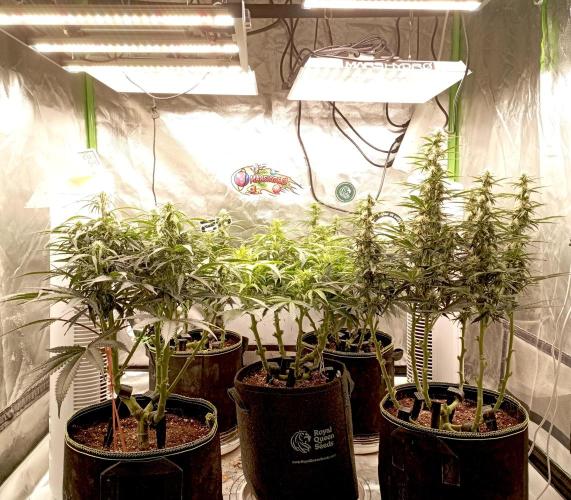 RQS Triple G. Week 9 - first days