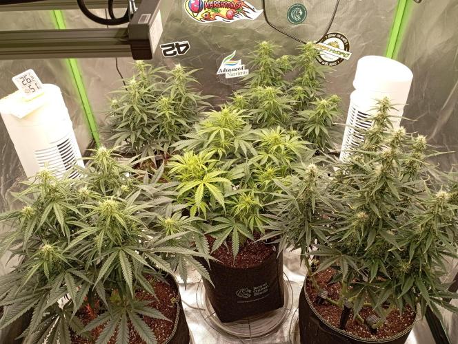 RQS Triple G. Week 9 - first days