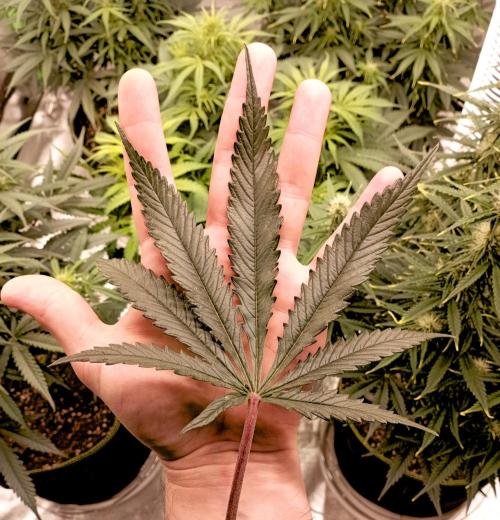 RQS Triple G. Week 9 - first days