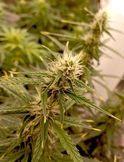 RQS Triple G. Week 9 - first days