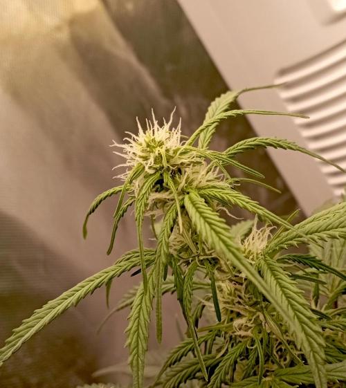 RQS Triple G. Week 9 - first days