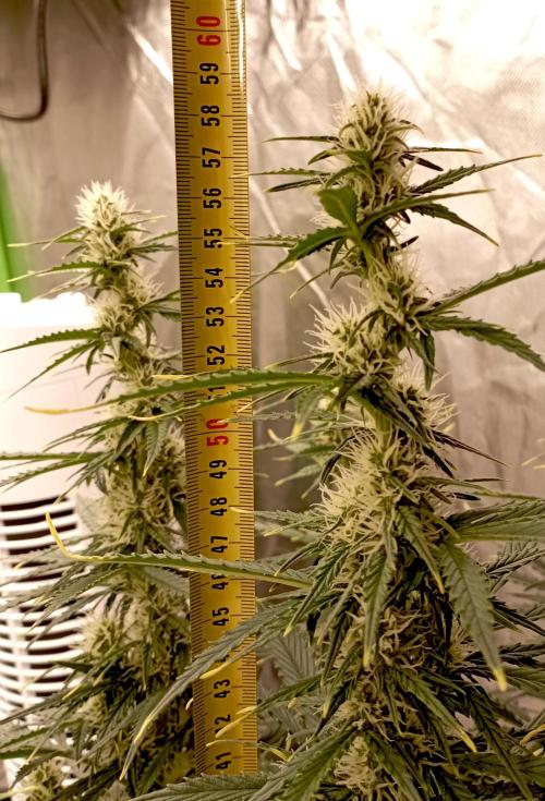 RQS Triple G. Week 9 - first days