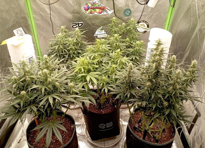 RQS Triple G. Week 9 - midweek