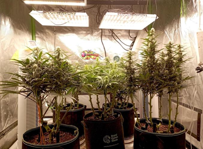 RQS Triple G. Week 9 - midweek