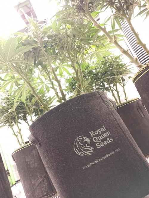 RQS Triple G. Week 9 - midweek