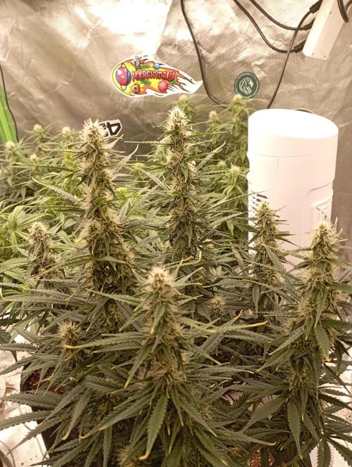 RQS Triple G. Week 9 - midweek