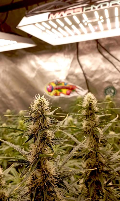 RQS Triple G. Week 9 - midweek