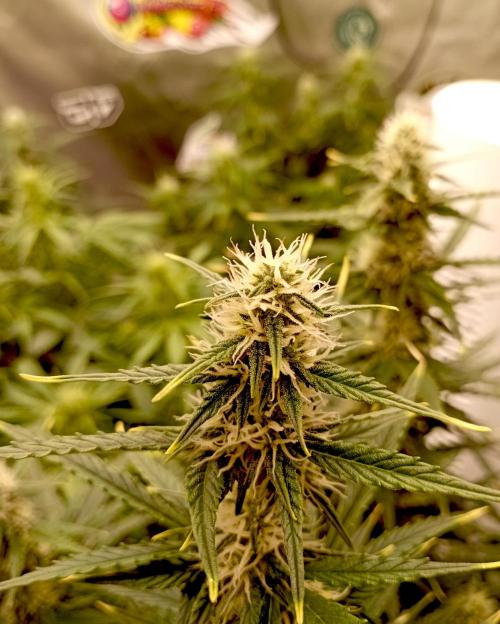 RQS Triple G. Week 9 - midweek