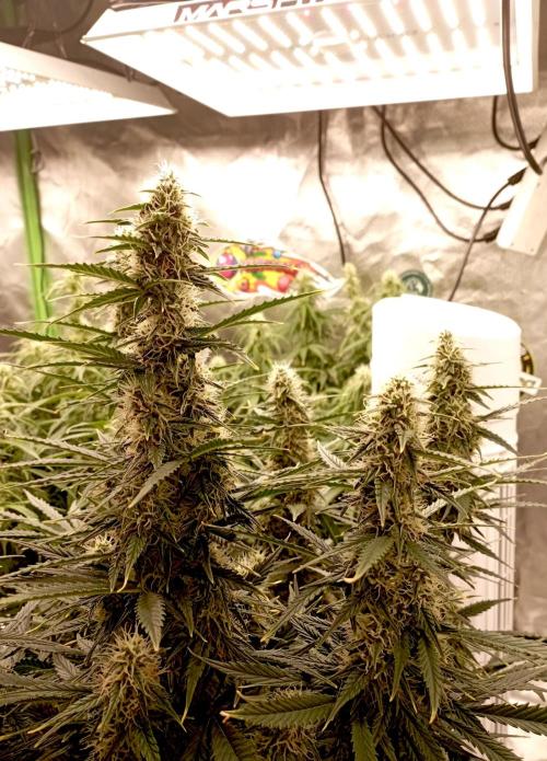 RQS Triple G. Week 10 - first days