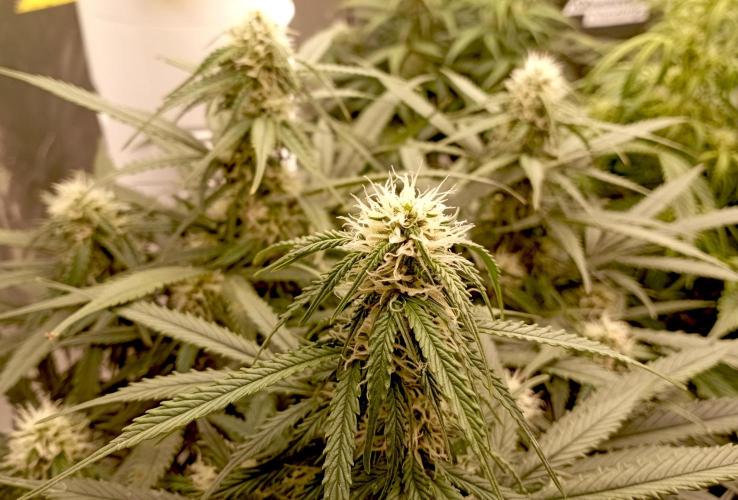 RQS Triple G. Week 10 - first days