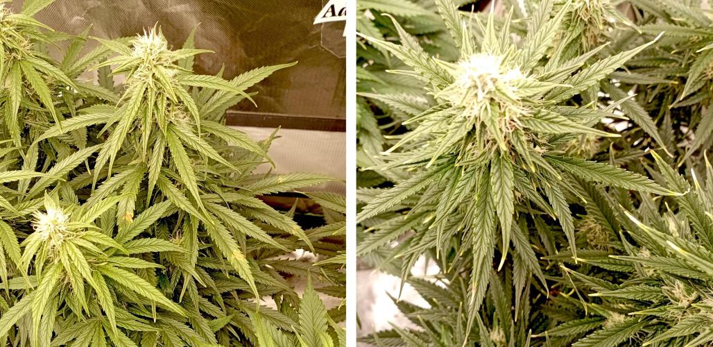 RQS Triple G. Week 10 - first days