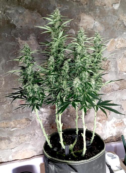 RQS Triple G. Week 10 - first days