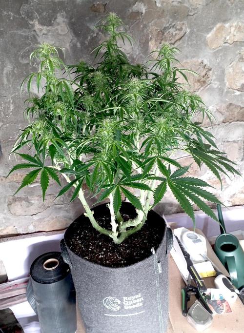 RQS Triple G. Week 10 - first days