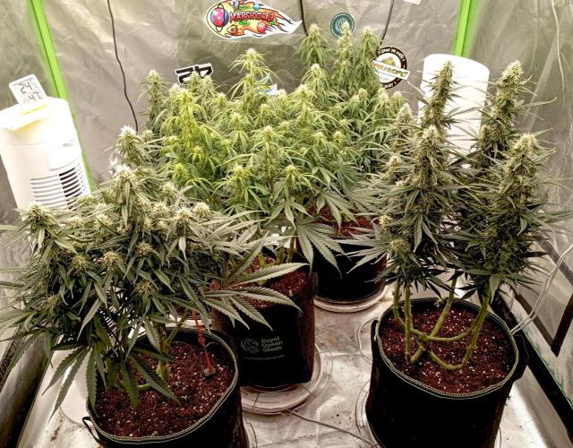 RQS Triple G. Week 10 - first days