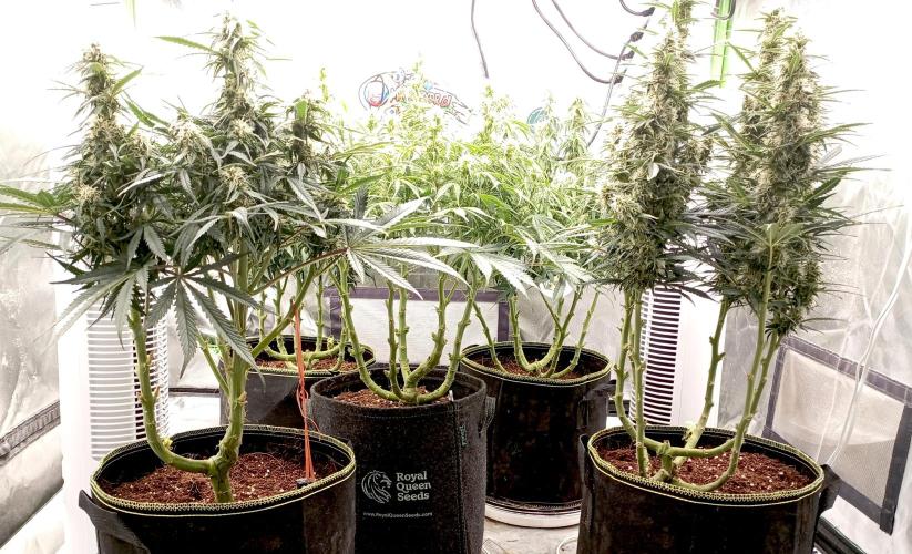 RQS Triple G. Week 10 - first days