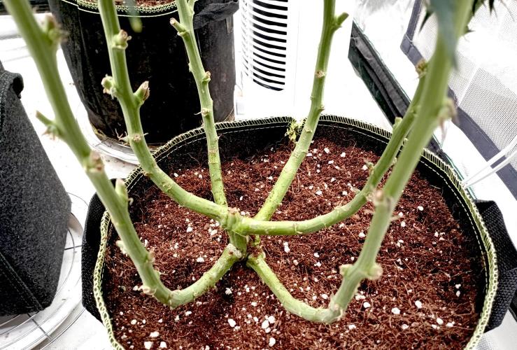 RQS Triple G. Week 10 - first days