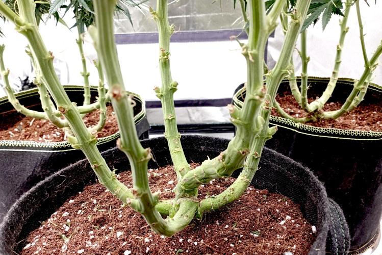 RQS Triple G. Week 10 - first days