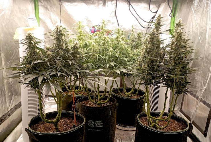 RQS Triple G. Week 10 - midweek