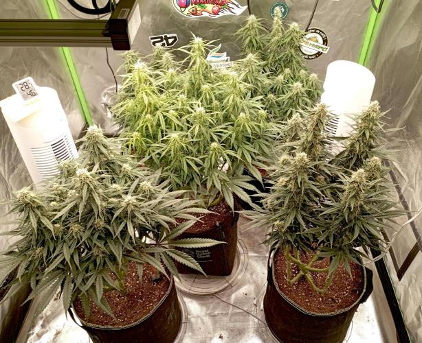 RQS Triple G. Week 10 - midweek