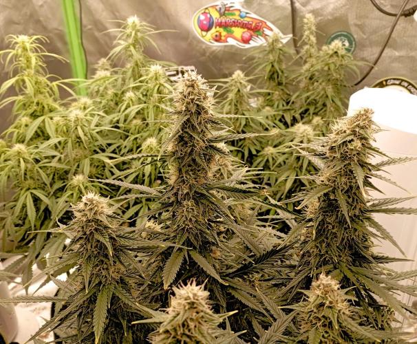 RQS Triple G. Week 10 - midweek