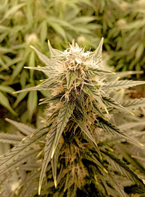 RQS Triple G. Week 10 - midweek