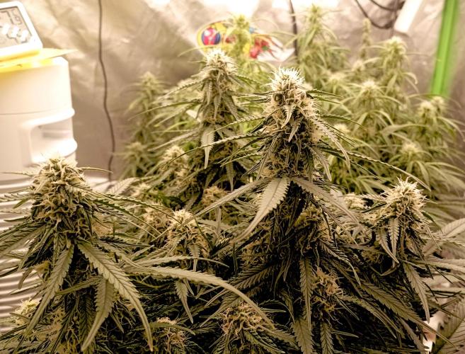 RQS Triple G. Week 10 - midweek