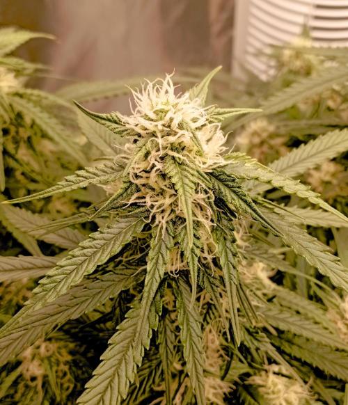 RQS Triple G. Week 10 - midweek