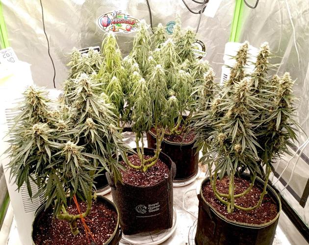 RQS Triple G. Week 11 - first days