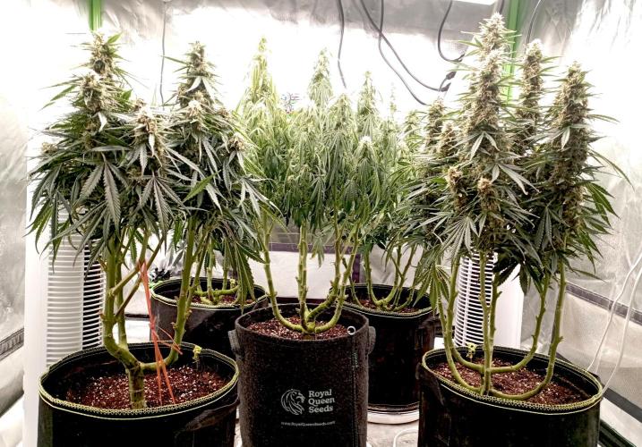 RQS Triple G. Week 11 - first days