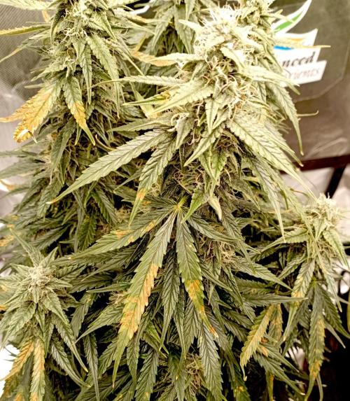 RQS Triple G. Week 11 - first days