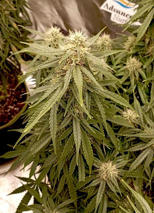 RQS Triple G. Week 11 - first days