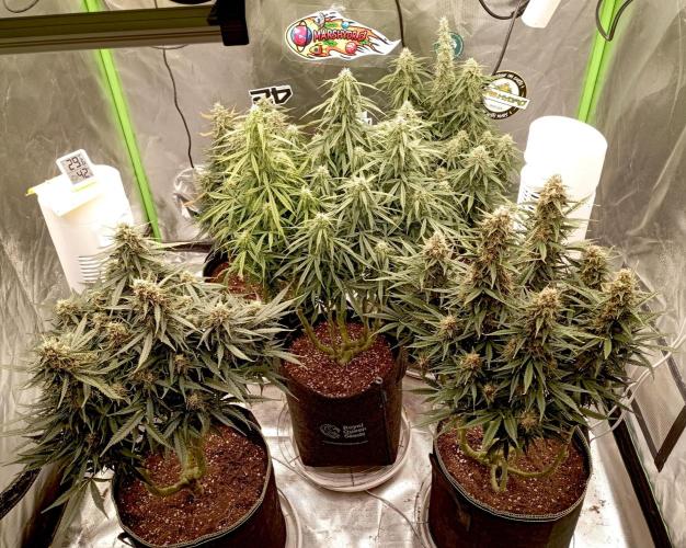 RQS Triple G. Week 11 - midweek