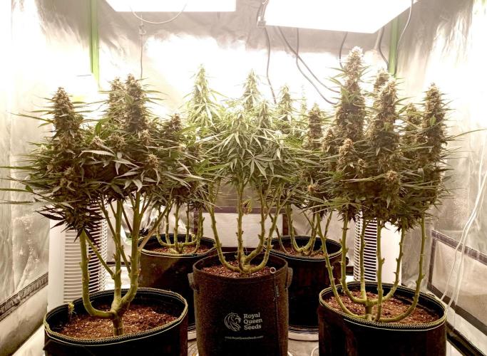 RQS Triple G. Week 11 - midweek