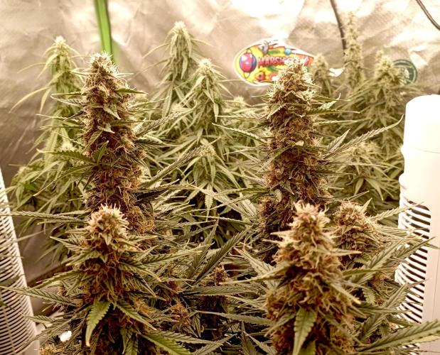 RQS Triple G. Week 11 - midweek