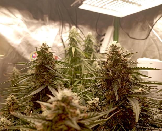 RQS Triple G. Week 11 - midweek