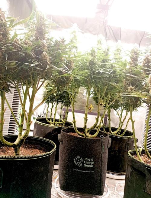 RQS Triple G. Week 12 - first days