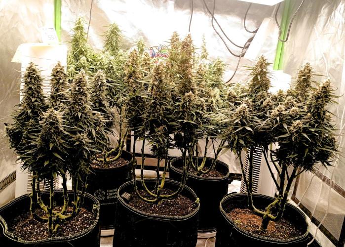 RQS Triple G. Week 12 - first days