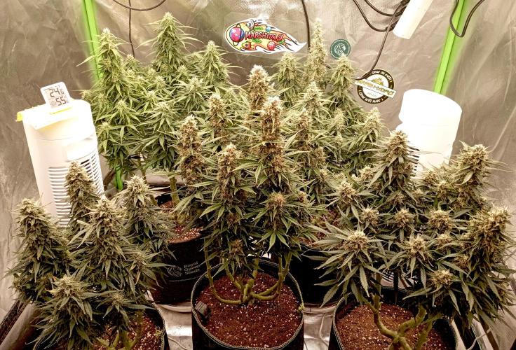 RQS Triple G. Week 12 - first days