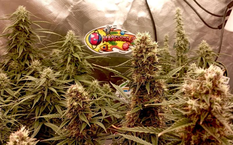 RQS Triple G. Week 12 - first days