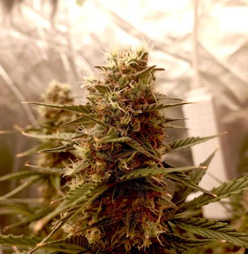 RQS Triple G. Week 12 - first days